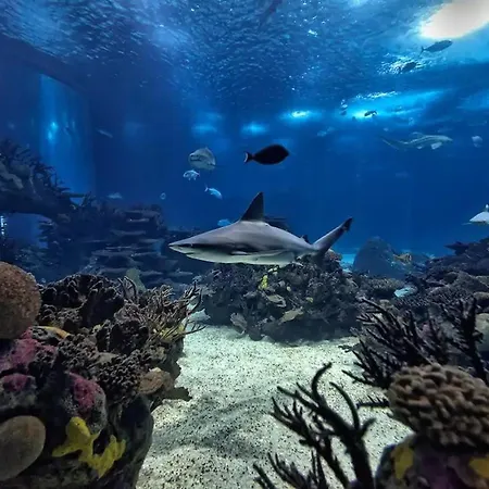 Lejlighed Flat With One Bedroom In Moscavide - *